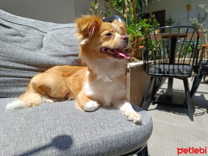 Chihuahua, Köpek  Yeşil fotoğrafı