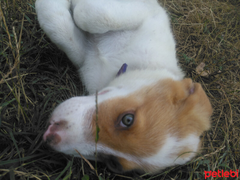 Sokö (Sokak Köpeği), Köpek  Lego fotoğrafı