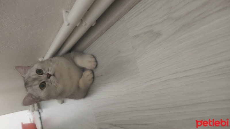 British Shorthair, Kedi  Bulut fotoğrafı