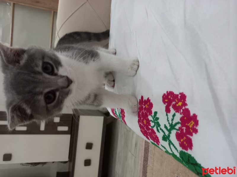 British Shorthair, Kedi  Mia fotoğrafı