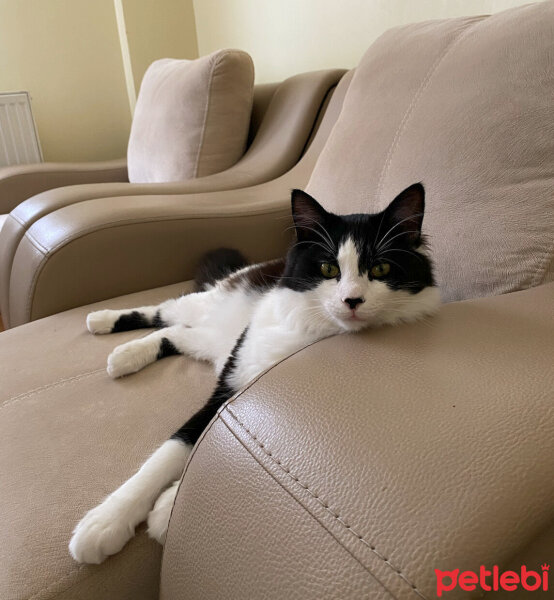 Tuxedo (Smokin) Kedi, Kedi  YOKİ fotoğrafı