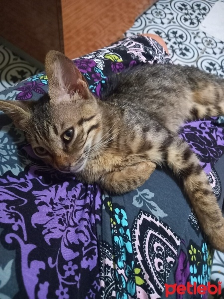 Tekir Kedi, Kedi  Şans fotoğrafı