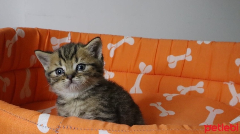 British Shorthair, Kedi  Paşa fotoğrafı
