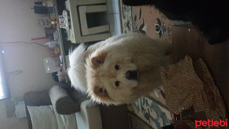 Chow Chow (çin Aslanı), Köpek  MELEK fotoğrafı