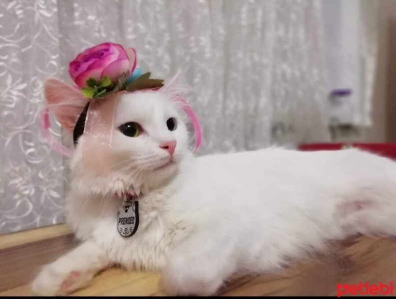 Van Kedisi, Kedi  Prenses fotoğrafı