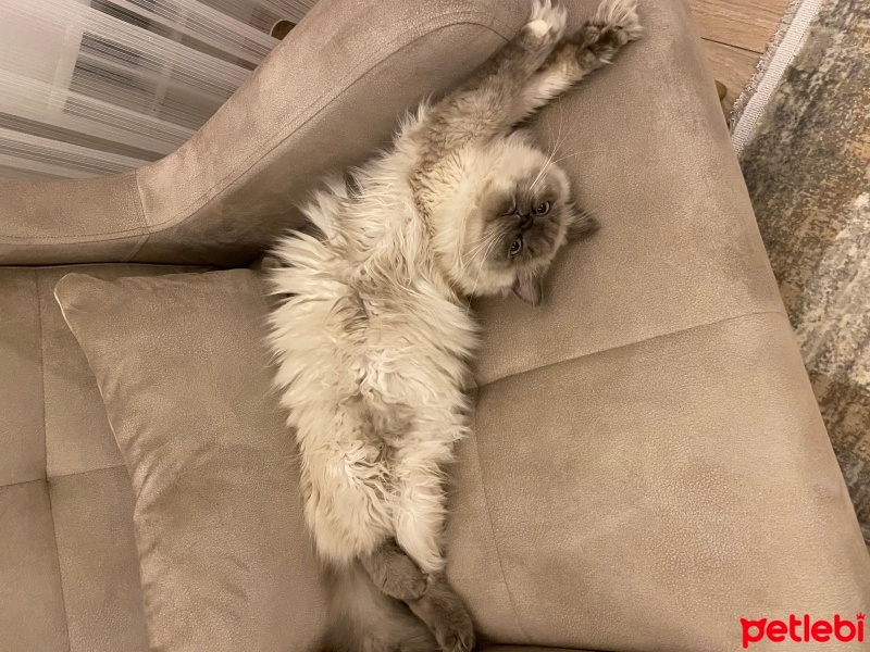 Chinchilla, Kedi  Nazlı fotoğrafı