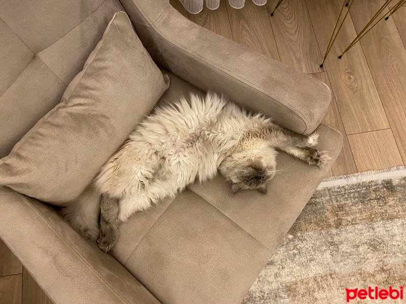 Chinchilla, Kedi  Nazlı fotoğrafı