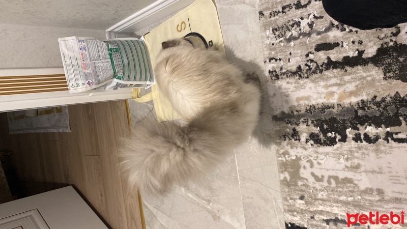 Chinchilla, Kedi  Nazlı fotoğrafı
