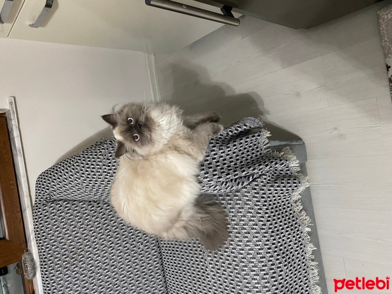 Chinchilla, Kedi  Nazlı fotoğrafı