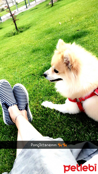 Chihuahua, Köpek  Tarçın  fotoğrafı
