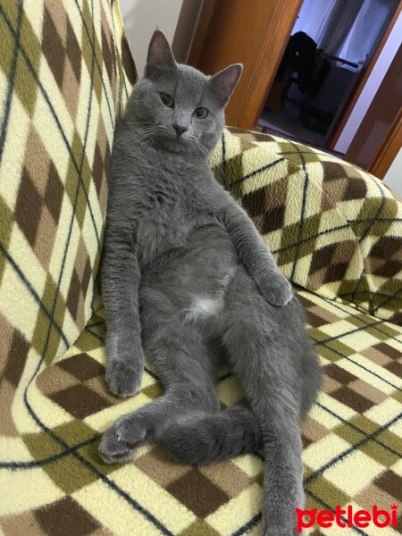 British Shorthair, Kedi  chiyo fotoğrafı