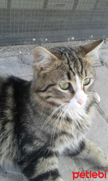 American Bobtail, Kedi  Minnoş fotoğrafı