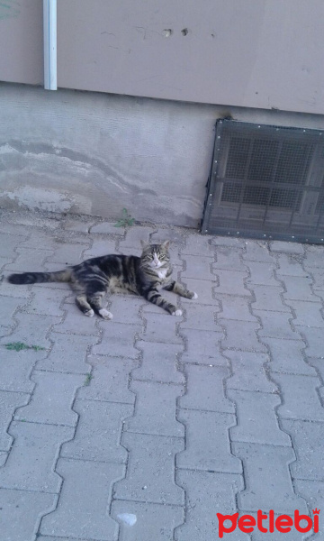 American Bobtail, Kedi  Minnoş fotoğrafı