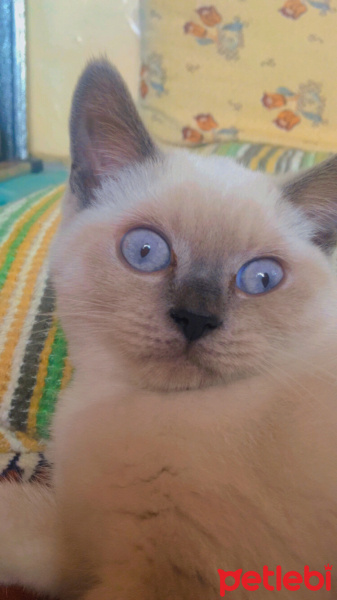 Scottish Fold, Kedi  Şila fotoğrafı
