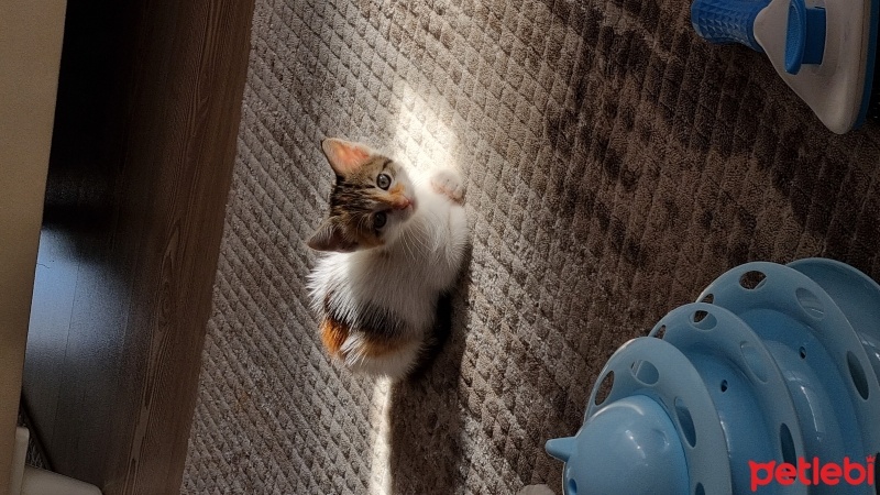 Tekir Kedi, Kedi  Güneş fotoğrafı