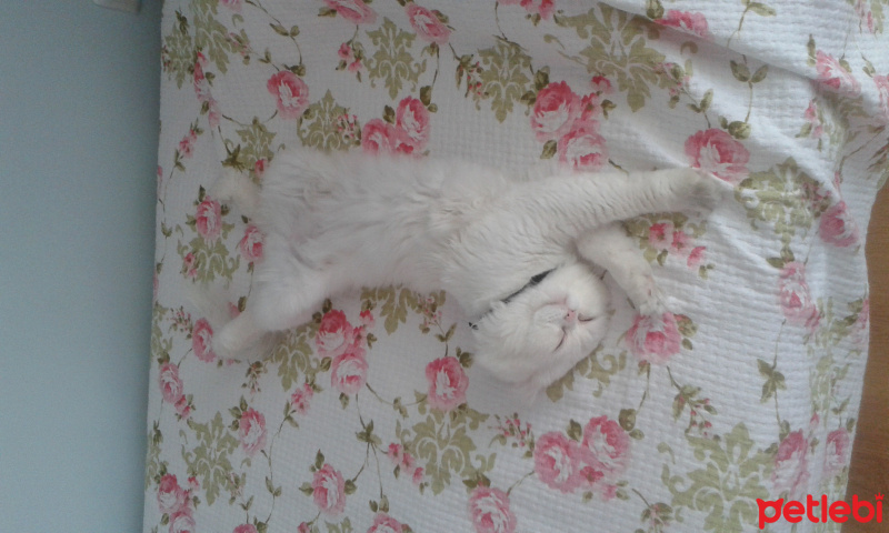 İran Kedisi (Persian), Kedi  Mocha fotoğrafı