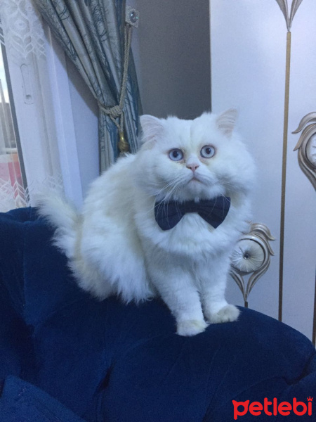 İran Kedisi (Persian), Kedi  Mocha fotoğrafı