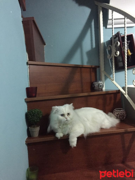 İran Kedisi (Persian), Kedi  Mocha fotoğrafı