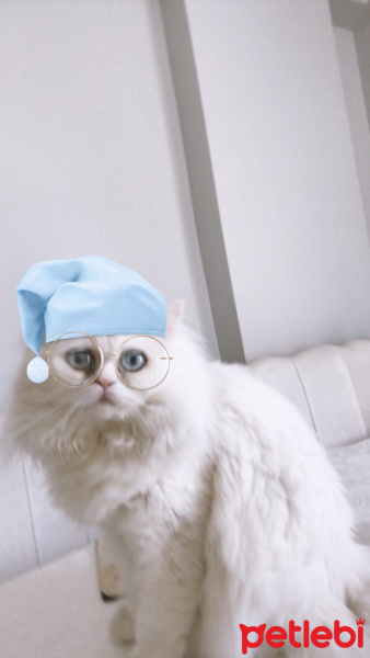 İran Kedisi (Persian), Kedi  Mocha fotoğrafı