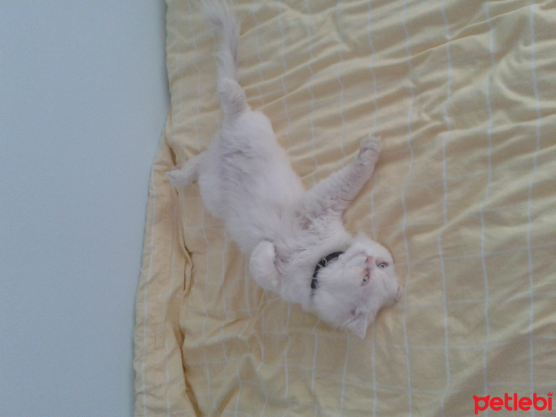 İran Kedisi (Persian), Kedi  Mocha fotoğrafı