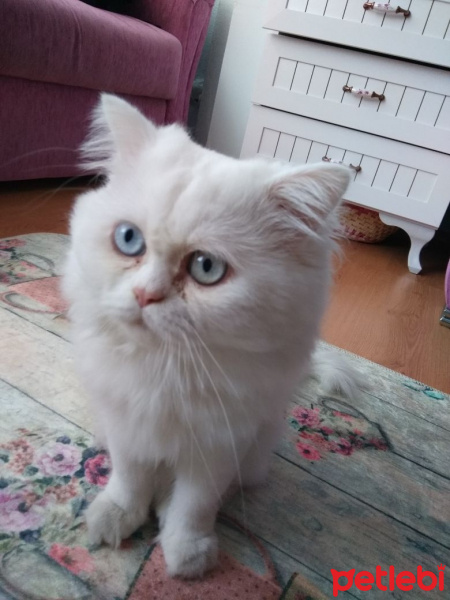 İran Kedisi (Persian), Kedi  Mocha fotoğrafı
