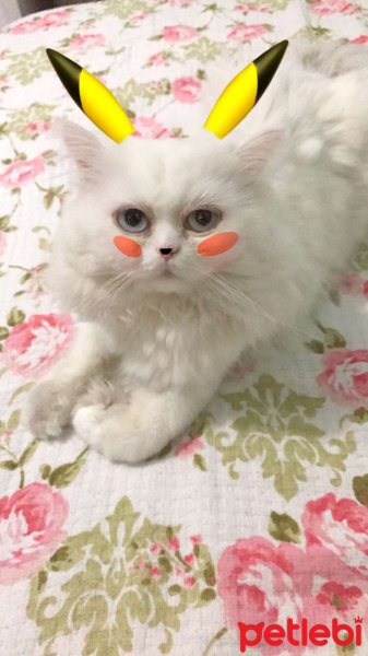 İran Kedisi (Persian), Kedi  Mocha fotoğrafı