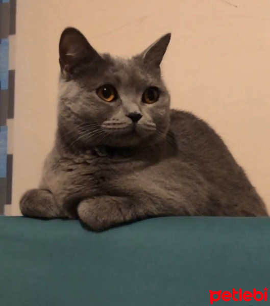 British Shorthair, Kedi  Sansa fotoğrafı