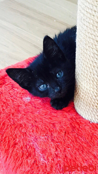Bombay, Kedi  Çakıl ve bambam fotoğrafı