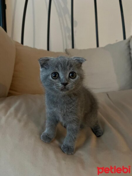 Scottish Fold, Kedi  Hiperaktif fotoğrafı