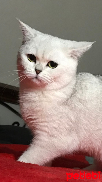 British Shorthair, Kedi  Yumoş fotoğrafı