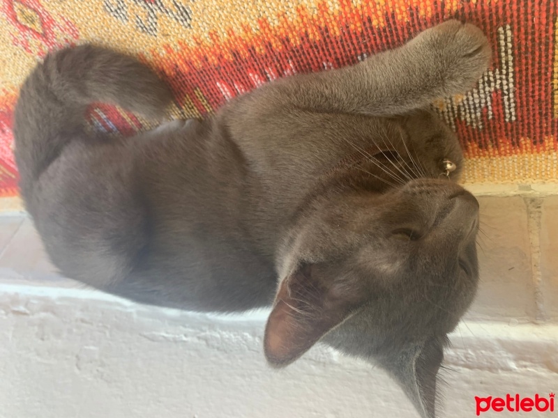 Mavi Rus, Kedi  Duman fotoğrafı