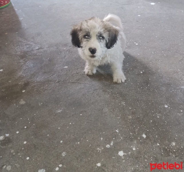 Airedale Terrier, Köpek  Duman fotoğrafı