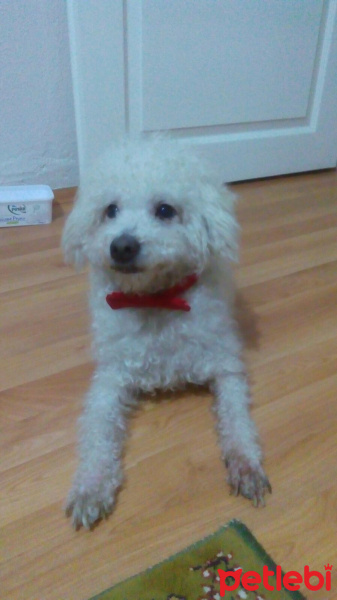 Maltese, Köpek  Hatchiko fotoğrafı