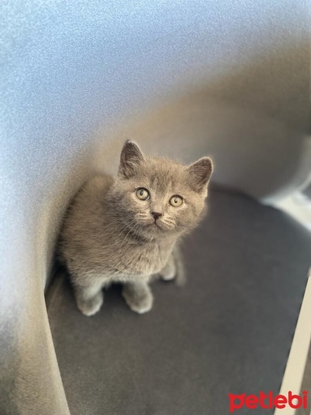 British Shorthair, Kedi  Venüs fotoğrafı