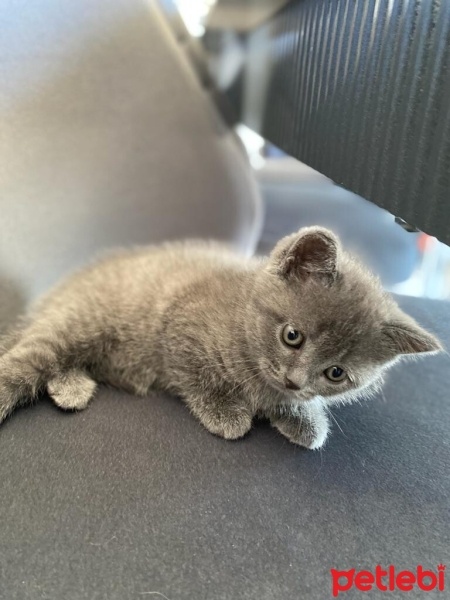 British Shorthair, Kedi  Venüs fotoğrafı