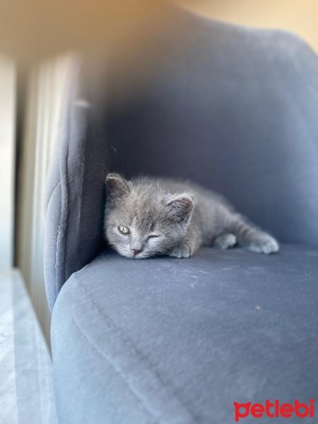 British Shorthair, Kedi  Venüs fotoğrafı