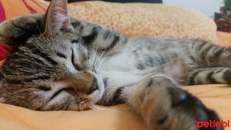Tekir Kedi, Kedi  sherlock fotoğrafı