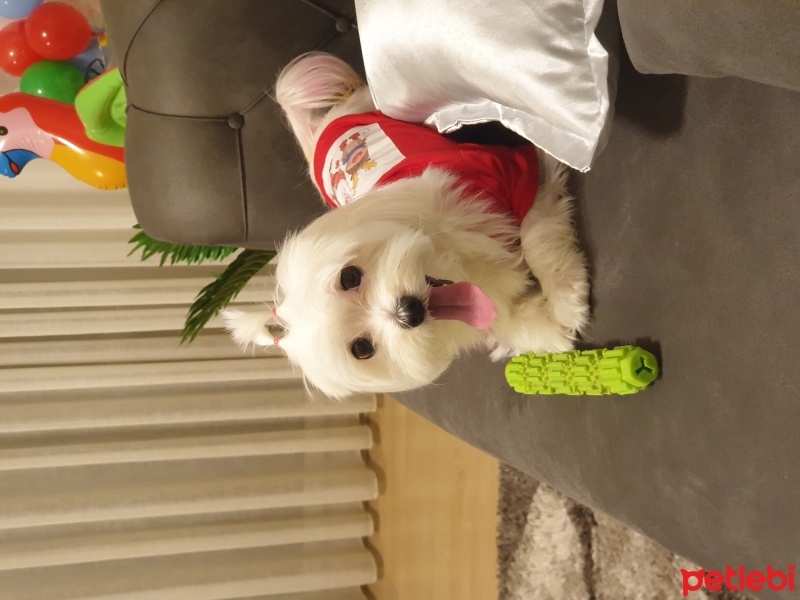 Maltese, Köpek  şeker fotoğrafı