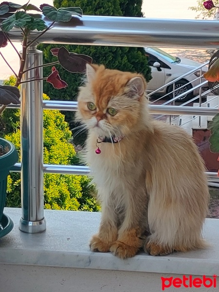 British Longhair, Kedi  Mia fotoğrafı
