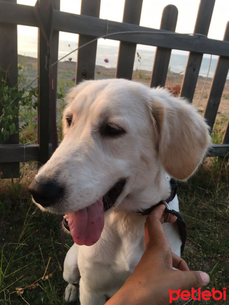 Golden Retriever, Köpek  Pamuk fotoğrafı