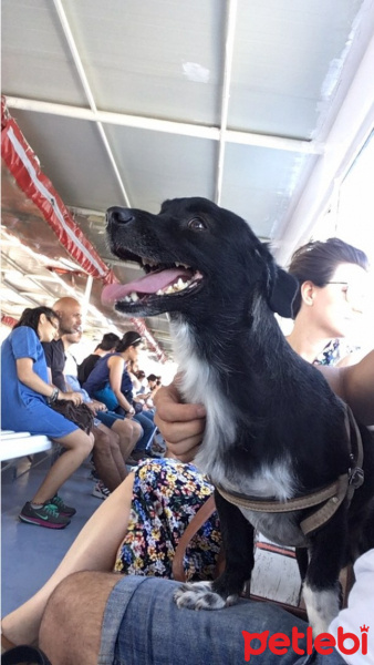  Köpek  Pascal fotoğrafı