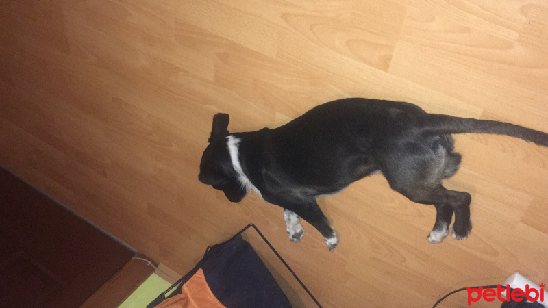  Köpek  Pascal fotoğrafı