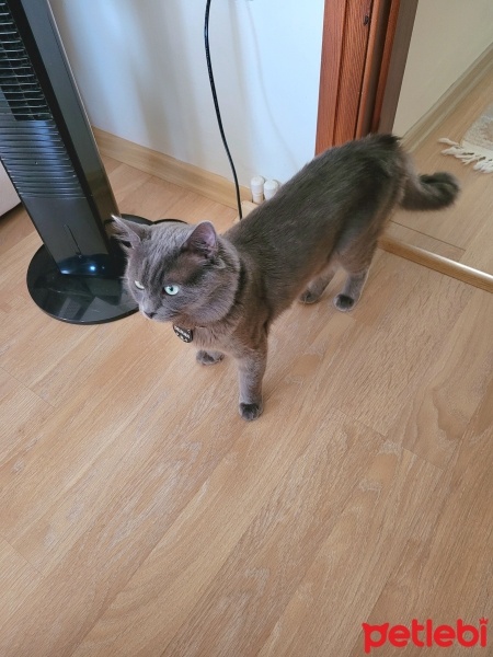 Mavi Rus, Kedi  Duman fotoğrafı