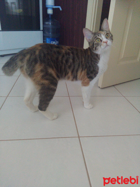 Tekir Kedi, Kedi  Prenses fotoğrafı