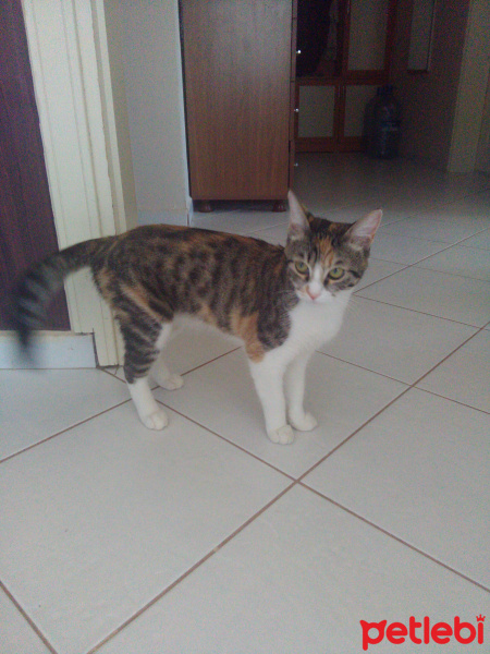 Tekir Kedi, Kedi  Prenses fotoğrafı