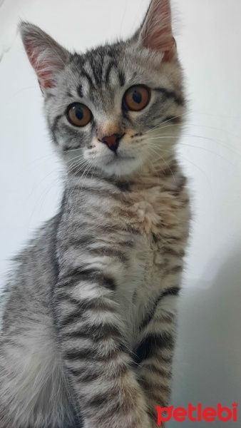 American Shorthair, Kedi  Simba fotoğrafı