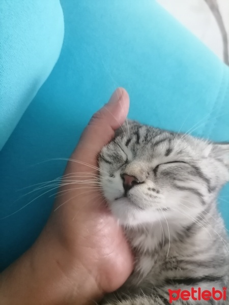 American Shorthair, Kedi  Simba fotoğrafı