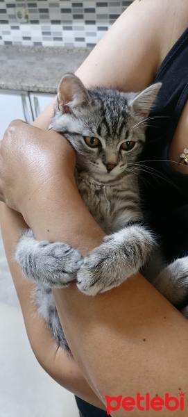 American Shorthair, Kedi  Simba fotoğrafı