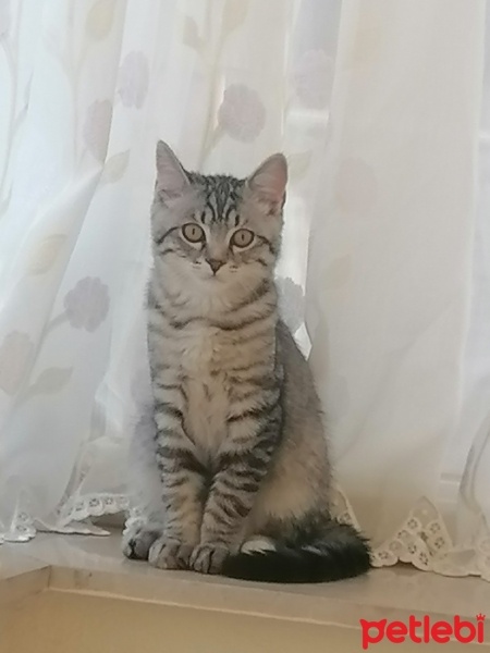 American Shorthair, Kedi  Simba fotoğrafı