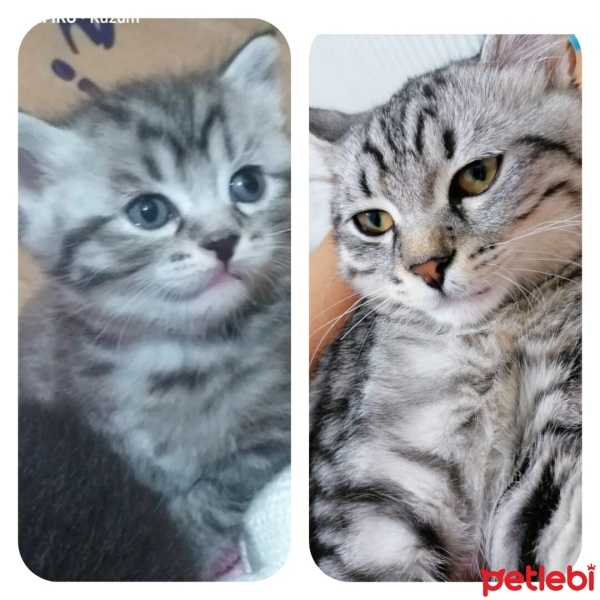 American Shorthair, Kedi  Simba fotoğrafı